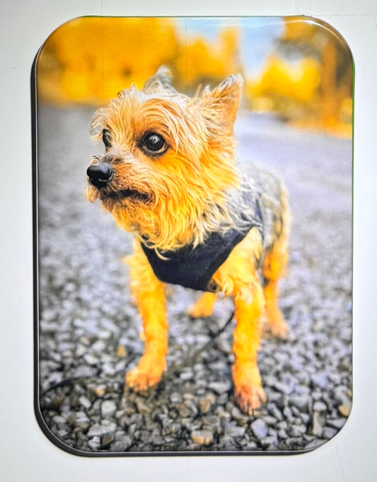 Custom photo magnets